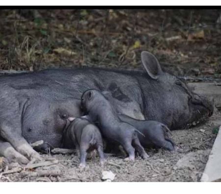 Vente Loire-Atlantique Barbechat - 44450 - Photos Vivastreet VAYA, adorable cochon vietnamien à adopter 