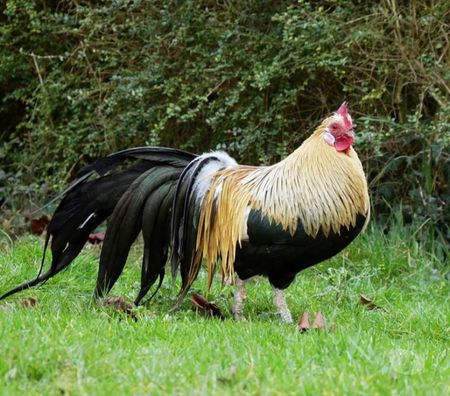 Don animaux Loire-Atlantique La Chapelle Basse Mer - 44450 - Photos Vivastreet COLORADO, beau coq Phoenix Doré à adopter