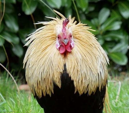 Don animaux Loire-Atlantique La Chapelle Basse Mer - 44450 - Photos Vivastreet COLORADO, beau coq Phoenix Doré à adopter