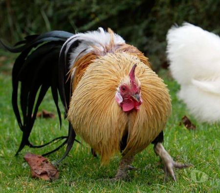 Don animaux Loire-Atlantique La Chapelle Basse Mer - 44450 - Photos Vivastreet COLORADO, beau coq Phoenix Doré à adopter