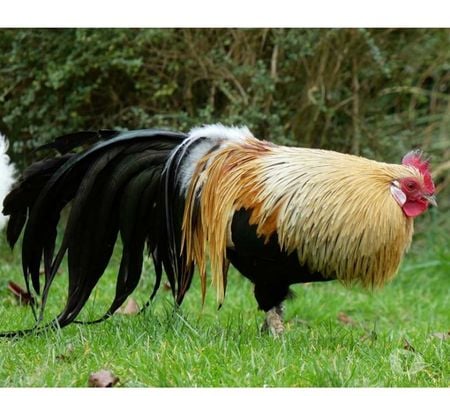 Don animaux Loire-Atlantique La Chapelle Basse Mer - 44450 - Photos Vivastreet COLORADO, beau coq Phoenix Doré à adopter