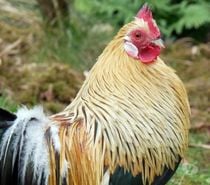 COLORADO, beau coq Phoenix Doré à adopter