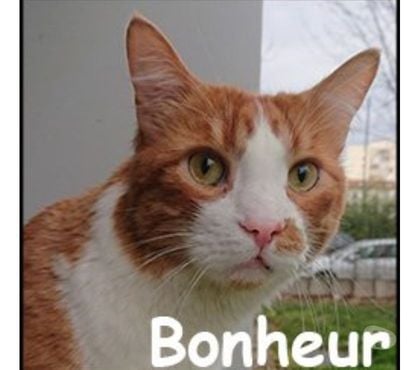 Don Lyon Lyon - Photos Vivastreet BONHEUR, magnifique chat câlin