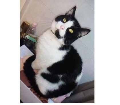 Adoption animaux Annonay Ardèche - Photos Vivastreet TOKYO à l'adoption né le 01.02.2019