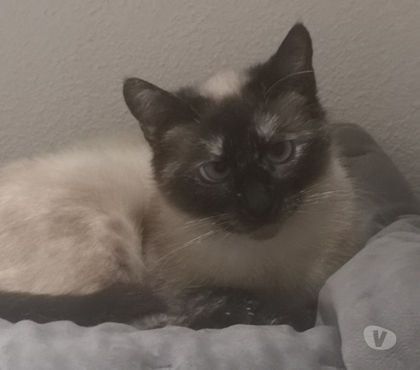 Adoption animaux Portes les Valence Drôme - Photos Vivastreet VANILLE à l'adoption née le 01.01.2019