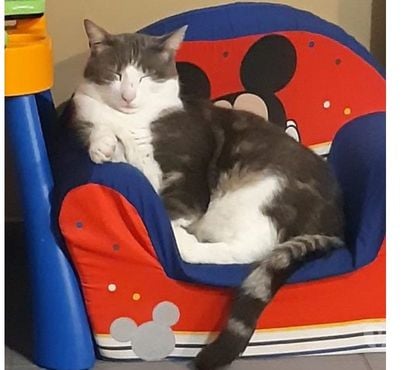 Don La Roche sur Grane Drôme - Photos Vivastreet BAGUERA à l'adoption chat né le 22.04.2017