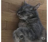 MINOUSHKA, chatte tranquille et sage