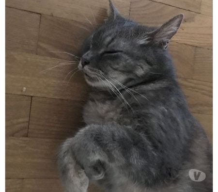 Don animaux Rhône Lyon - Photos Vivastreet MINOUSHKA, chatte tranquille et sage