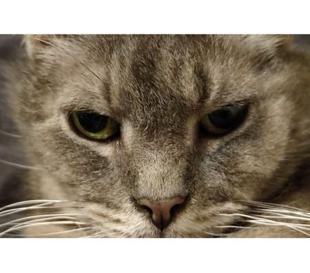 Don animaux Rhône Lyon - Photos Vivastreet MINOUSHKA, chatte tranquille et sage