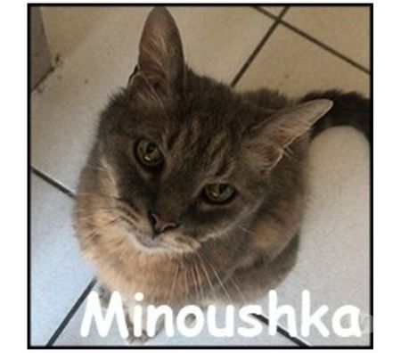 Don animaux Rhône Lyon - Photos Vivastreet MINOUSHKA, chatte tranquille et sage