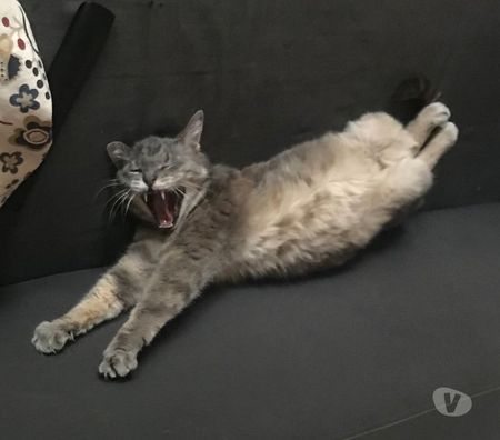 Don animaux Rhône Lyon - Photos Vivastreet MINOUSHKA, chatte tranquille et sage