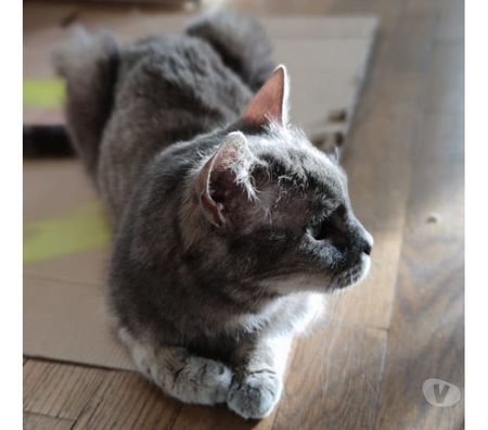 Don animaux Rhône Lyon - Photos Vivastreet MINOUSHKA, chatte tranquille et sage