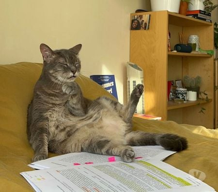 Don animaux Rhône Lyon - Photos Vivastreet MINOUSHKA, chatte tranquille et sage