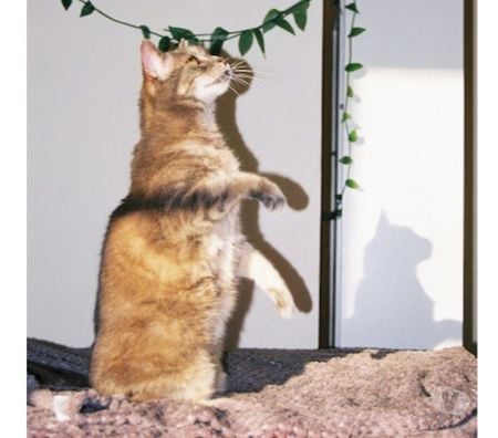 Don animaux Rhône Lyon - Photos Vivastreet MINOUSHKA, chatte tranquille et sage