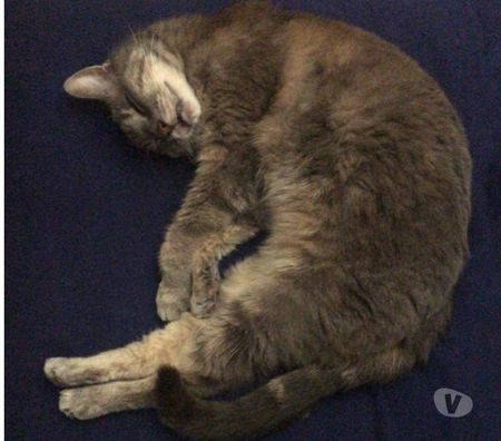 Don animaux Rhône Lyon - Photos Vivastreet MINOUSHKA, chatte tranquille et sage