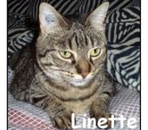 LINETTE, chatte à adopter