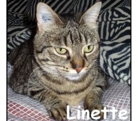 Don animaux Rhône Lyon - Photos Vivastreet LINETTE, chatte à adopter