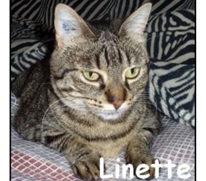 Don Lyon Lyon - Photos Vivastreet LINETTE, chatte à adopter