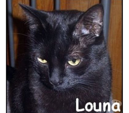 Don Lyon Lyon - Photos Vivastreet LOUNA, chatte à adopter