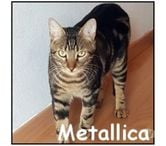 METALLICA, chat à adopter