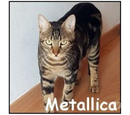 Don animaux Rhône Lyon - Photos Vivastreet METALLICA, chat à adopter