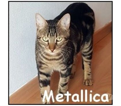 Don Lyon Lyon - Photos Vivastreet METALLICA, chat à adopter
