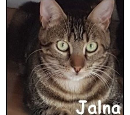 Don animaux Rhône Lyon - Photos Vivastreet JALNA, chatte à adopter