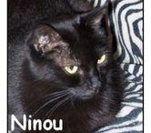 NINOU, chat à adopter