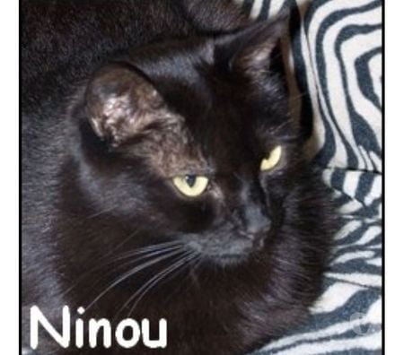Don animaux Rhône Lyon - Photos Vivastreet NINOU, chat à adopter
