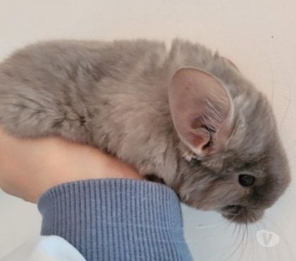 Vente animaux Reims Marne - Photos Vivastreet Pas un cadeau de Noel !!! 6 chinchillas vous attendent