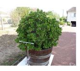 Cenon sur Vienne - Vienne — PLANTE VERTE OVATA
