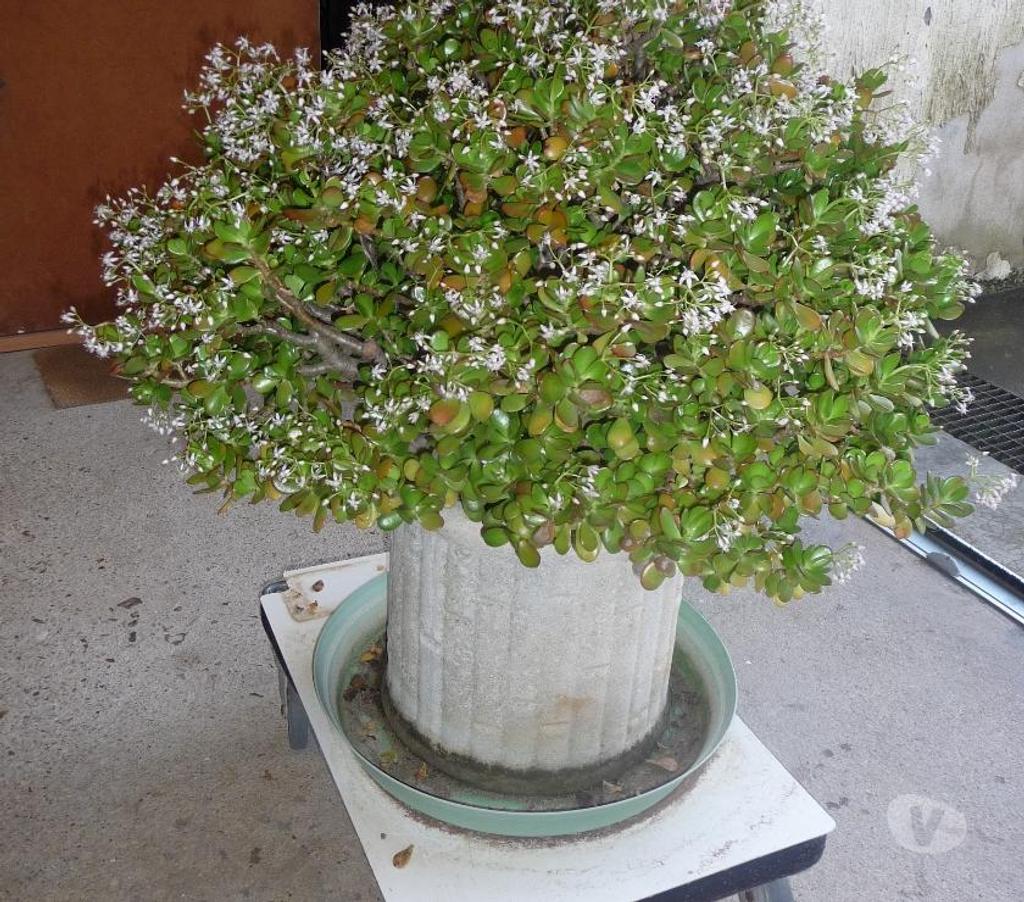  Vienne Cenon sur Vienne - 86530 - Photos Vivastreet PLANTE VERTE