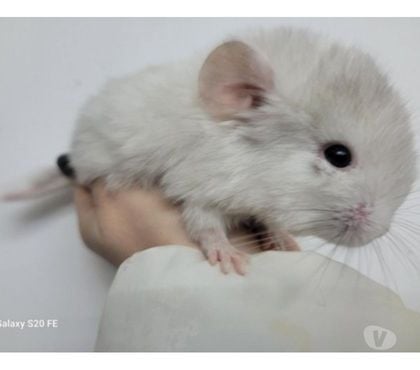 Vente animaux Beziers Hérault - Photos Vivastreet 2 bébés chinchillas de Noel dispo le 24 mars 2023 élevage fa
