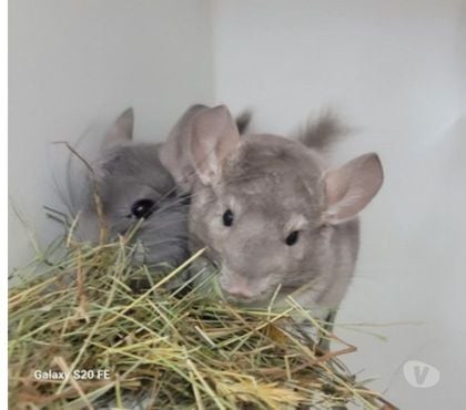 Vente animaux Nimes Nimes - Photos Vivastreet Duo chinchillas femelles bébé et jeune adulte élevage famili