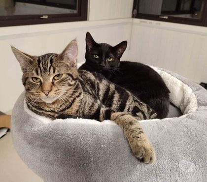 Don animaux Beaumont le Roger Eure - Photos Vivastreet SUENO 2 ans à adopter