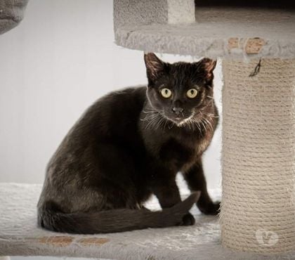 Don animaux Beaumont le Roger Eure - Photos Vivastreet LOCO 2 ans à adopter