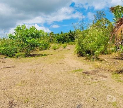 Vente Terrain - Photos Vivastreet Terrain 1,5ha à vendre à Sainte-Marie