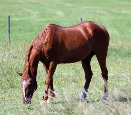 Vente animaux Orval Cher - Photos Vivastreet MAGIC, magnifique trotteur français à l'adoption