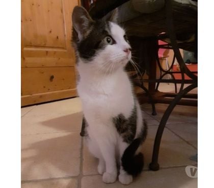 Adoption animaux Montelimar Drôme - Photos Vivastreet PIRATE à l'adoption né le 02.03.2022