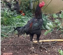 OEUFS Fécondés de COMBATTANTS