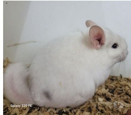 Vente animaux Colmar Haut-Rhin - Photos Vivastreet 2 bébés chinchillas exceptionnels dispo de suite élevage fam