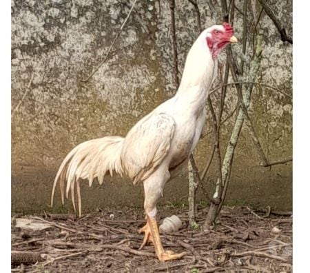 Vente Charente-Maritime Rochefort - 17300 - Photos Vivastreet OEUFS Fécondés O-SHAMO (Plusieurs Races)
