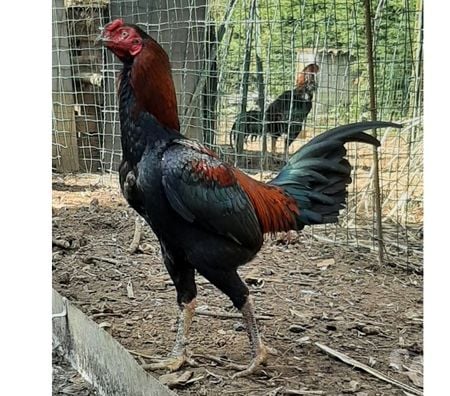 Vente Charente-Maritime Rochefort - 17300 - Photos Vivastreet OEUFS Fécondés O-SHAMO (Plusieurs Races)