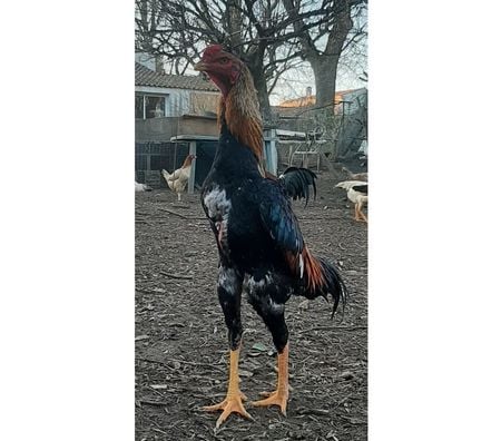 Vente Charente-Maritime Rochefort - 17300 - Photos Vivastreet OEUFS Fécondés O-SHAMO (Plusieurs Races)