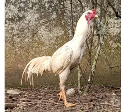 Vente animaux Rochefort Charente-Maritime - Photos Vivastreet OEUFS Fécondés O-SHAMO (Plusieurs Races)