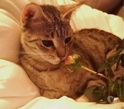 Adoption animaux Annonay Ardèche - Photos Vivastreet ROSE à l'adoption née en avril 2019