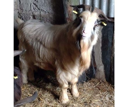 Adoption animaux Caden Morbihan - Photos Vivastreet GALICTETE, beau bouc semi-nain à adopter