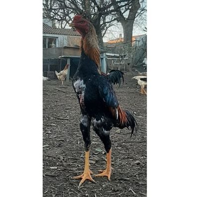 Vente Charente-Maritime Rochefort - 17300 - Photos Vivastreet OEUFS Fécondés SHAMO (Plusieurs Races)