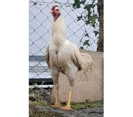 Vente Charente-Maritime Rochefort - 17300 - Photos Vivastreet OEUFS Fécondés SHAMO (Plusieurs Races)