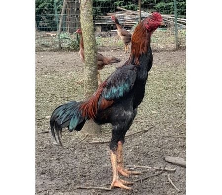 Vente Charente-Maritime Rochefort - 17300 - Photos Vivastreet OEUFS Fécondés SHAMO (Plusieurs Races)